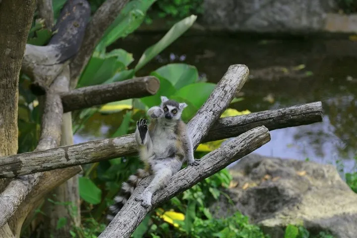 Lémure macaco no jardim zoológico