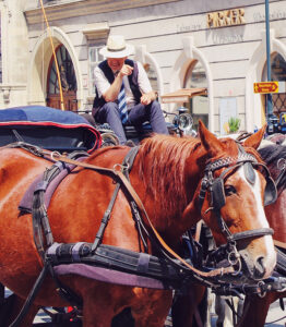 horse-drawn-carriage-ride